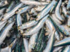 イワシ