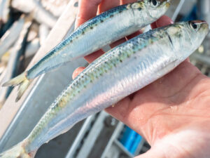 富山県氷見産イワシ