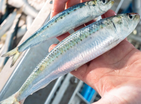 いわし 富山県氷見産イワシ