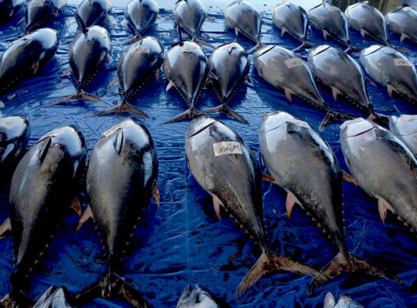 img_maguro2 img_maguro2