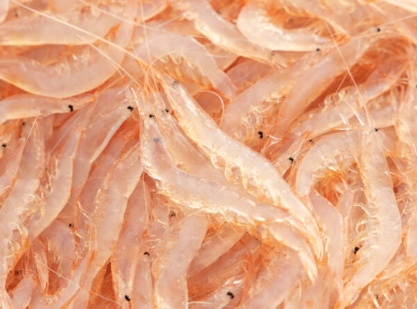 img_shiro1 img_shiro1