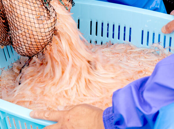 img_shiro2 img_shiro2