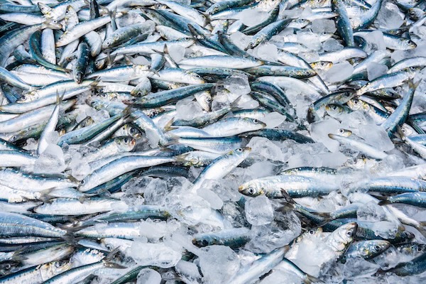 【期間限定】旬の生いわしを氷見から直送します！