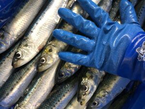 【この時期だけ】氷見から直送！<br>鮮度抜群「生いわし(冷蔵配送)」